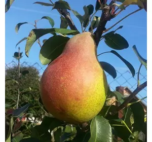 Груша "Ліра" Груша "Ліра"