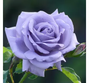 Роза Блакитний ніл