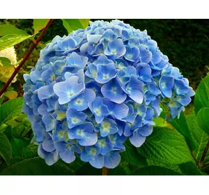 Гортензія Блю широколистна Гортензія Блю широколистна