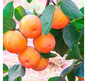 Хурма "Росіянка" Хурма "Росіянка"