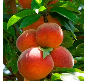 Персик "Тотем садовода"