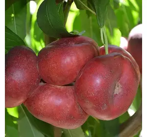 Нектарин "Концентіна" Нектарин "Концентіна"