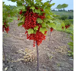 Порічка "Ровада" Порічка "Ровада"