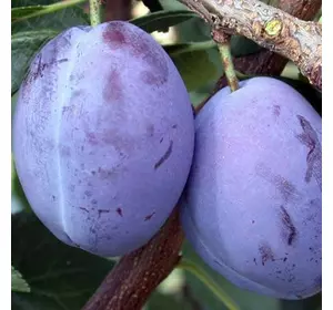 Слива "Президент" Слива "Президент"