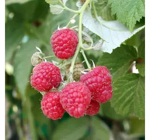 Малина "Глен Файн" Малина "Глен Файн"