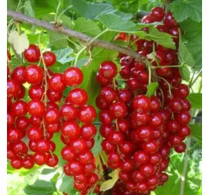 Порічка "Роднеус" Порічка "Роднеус"