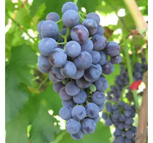 Виноград "Каберне Кортіс" Виноград "Каберне Кортіс"