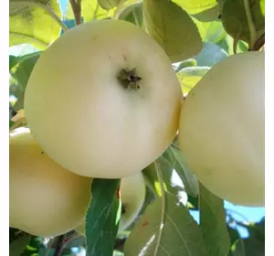 Яблуня "Білий Налив" (ЗКС)