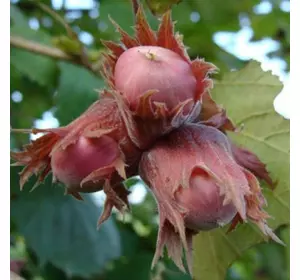 Фундук "Сирена" 2 - річний Фундук "Сирена" 2 - річний