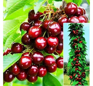 Черешня "Сем" Черешня "Сем"