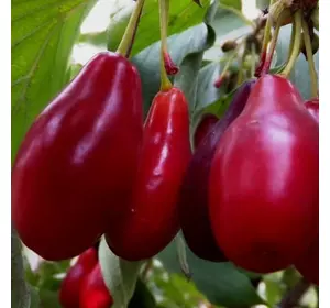 Кизил "Костя" Кизил "Костя"