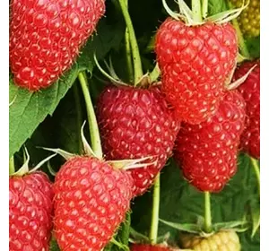 Малина "Хімбо-Топ" Малина "Хімбо-Топ"