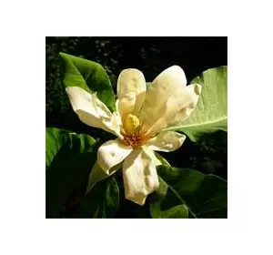 Магнолія лікарська (Magnolia officinalis)