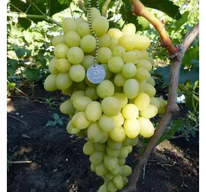 Виноград "Благовест" Виноград "Благовест"