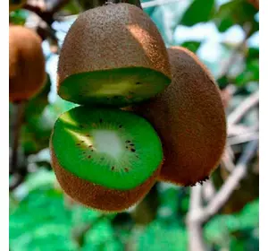 Ківі "Хейворд" (жіночий) Ківі "Хейворд" (жіночий)