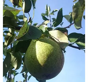 Груша "Паттен" Груша "Паттен"