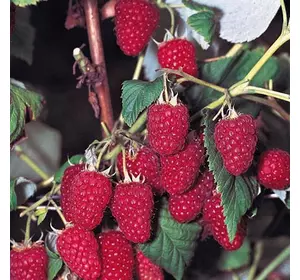 Малина "Харітейдж" Малина "Харітейдж"