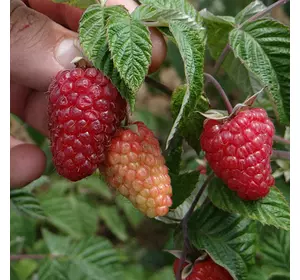 Малина "Зюгана" Малина "Зюгана"