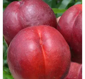 Нектарин "Світ леді" Нектарин "Світ леді"