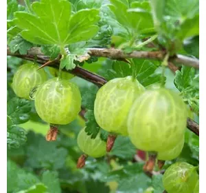 Агрус "Мукурінес" Агрус "Мукурінес"