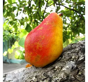 Купити Груша "Трапезниця" - Груші від Sad24ua