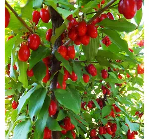 Кизил "Євгенія" Кизил "Євгенія"