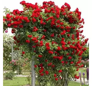 Троянда плетиста Амадеус