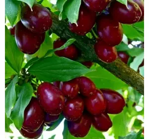 Кизил "Володимирівський" Кизил "Володимирівський"