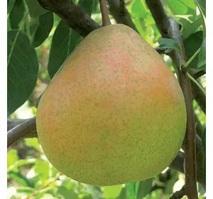 Груша "Сокровище осені " Груша "Сокровище осені "