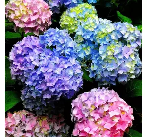 Гортензія Хамелеон широколистна Гортензія Хамелеон широколистна