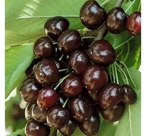 Черешня "Кордія" Черешня "Кордія"