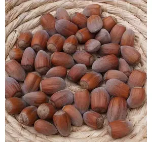 Фундук "Каталонський" 2 - річний Фундук "Каталонський" 2 - річний