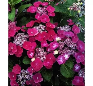 Гортензія Рокетчен широколистна Гортензія Рокетчен широколистна