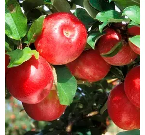 Яблуня Гала Маст Яблуня Гала Маст