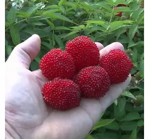 Малина "Мяо-Мяо" Малина "Мяо-Мяо"