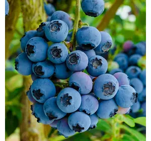 Лохина "Река", 3-річна Лохина "Река", 3-річна