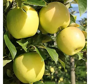 Яблуня "Опал"