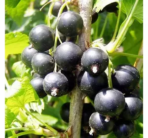 Смородина "Комфорт" Смородина "Комфорт"