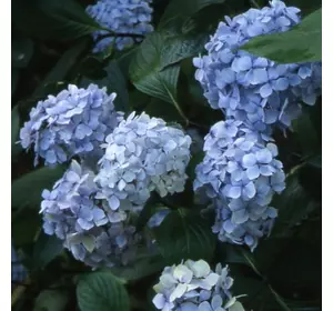 Гортензія Нігра широколистна Гортензія Нігра широколистна