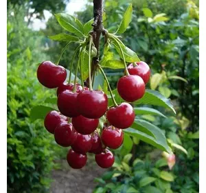 Вишня "Кришана" Вишня "Кришана"