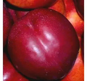 Нектарин "Біг Топ" Нектарин "Біг Топ"