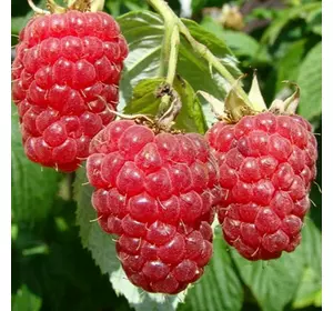 Малина "Еріка" Малина "Еріка"