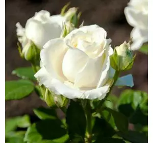 Троянда чайно-гібридна Аваланж