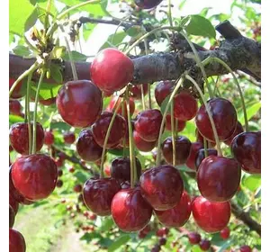 Вишня "Рання 2" Вишня "Рання 2"