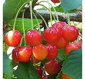 Черешня "Любава" Черешня "Любава"