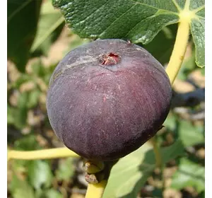 Інжир "Муасон"( ЗКС ) Інжир "Муасон"( ЗКС )