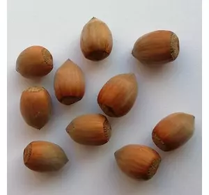 Фундук "Велетень" 2 - річний Фундук "Велетень" 2 - річний