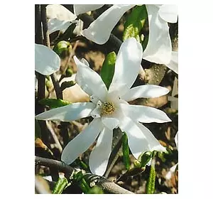 Магнолія Кобус (Magnolia kobus) Магнолія Кобус (Magnolia kobus)