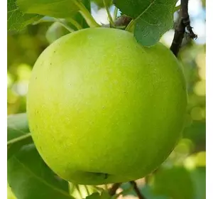 Яблуня "Мутсу"