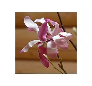 Магнолія Лебнера (Magnolia х laebneri) Магнолія Лебнера (Magnolia х laebneri)